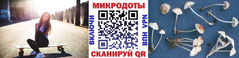 Псилоцибиновые грибы Cubensis Западная Двина