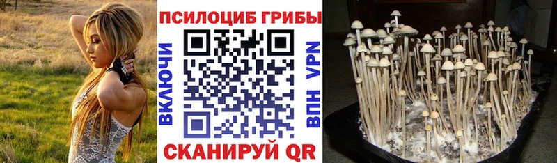 цена наркотик  Западная Двина  ОМГ ОМГ ТОР  Псилоцибиновые грибы GOLDEN TEACHER 